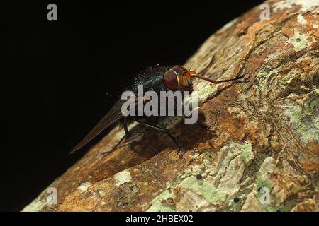 Le setole blu volano (Tachineo clarkii) sul tronco dell'albero Foto Stock