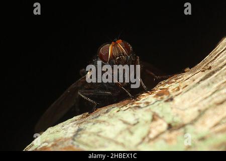 Le setole blu volano (Tachineo clarkii) sul tronco dell'albero Foto Stock