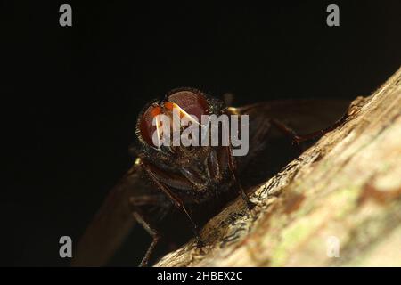 Le setole blu volano (Tachineo clarkii) sul tronco dell'albero Foto Stock