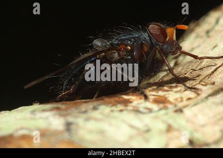 Le setole blu volano (Tachineo clarkii) sul tronco dell'albero Foto Stock