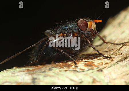 Le setole blu volano (Tachineo clarkii) sul tronco dell'albero Foto Stock