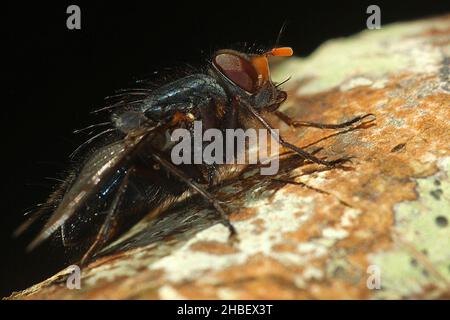 Le setole blu volano (Tachineo clarkii) sul tronco dell'albero Foto Stock