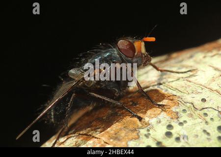 Le setole blu volano (Tachineo clarkii) sul tronco dell'albero Foto Stock