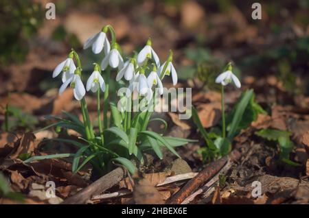 Soleggiato radura nei boschi con fiori di gocce di neve Foto Stock