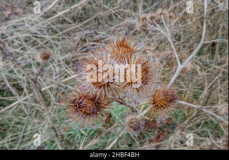 Teste e steli di semi di piante invernali selvatiche ricoperte di ragnatela, che si stendono con gocce d'acqua sospese, Salisbury Plain UK Foto Stock