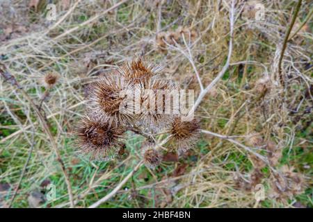 Teste e steli di semi di piante invernali selvatiche ricoperte di ragnatela, che si stendono con gocce d'acqua sospese, Salisbury Plain UK Foto Stock