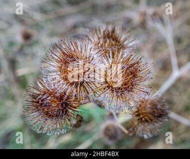 Teste e steli di semi di piante invernali selvatiche ricoperte di ragnatela, che si stendono con gocce d'acqua sospese, Salisbury Plain UK Foto Stock