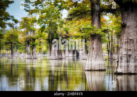 Molti alberi che crescono nell'acqua poco profonda Foto Stock