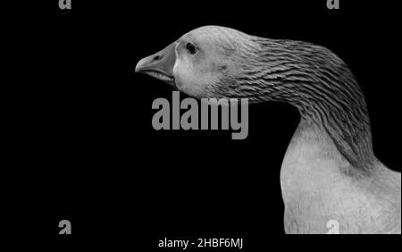 Faccia di carino di Goose a collo lungo nello sfondo nero Foto Stock