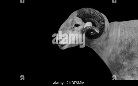 Big Horn Wiltshire Sheep Closeup sullo sfondo nero Foto Stock