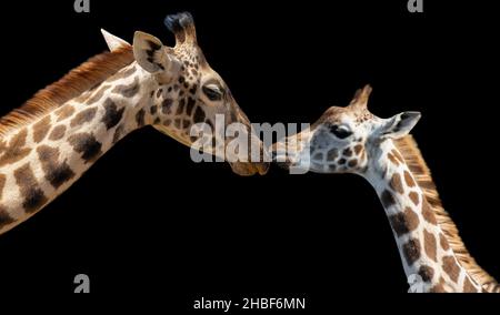 Baby giraffa giocando con sua madre su sfondo scuro Foto Stock