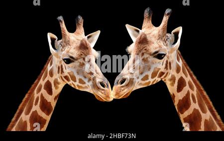 Giraffe Closeup viso Ritratto sullo sfondo nero Foto Stock