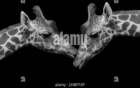 Coppia bianca e nera giraffa faccia su sfondo scuro Foto Stock