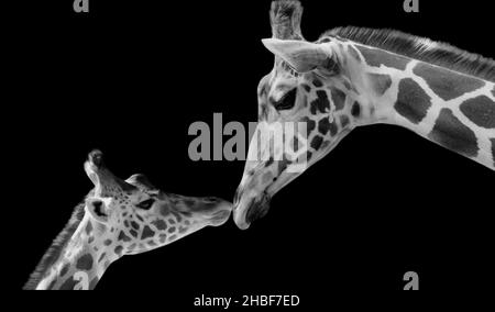 Cute Madre e Giraffa Baby Amore su sfondo nero Foto Stock