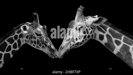 Due giraffe bianche e nere si amano l'una con l'altra e il viso Closeup sullo sfondo nero Foto Stock