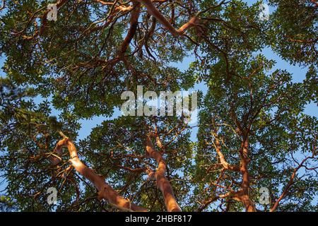 Albero di fragole Arbutus o madrona del Pacifico, madrone - albero sempreverde con ricco corteccia arancione-rossa. Dettagli di corteccia su un albero di madrona -arbutus menziesii. Foto Stock