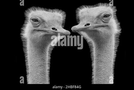 Due Funny Ostrich Birds Closeup faccia sullo sfondo scuro Foto Stock