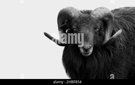 Black Big Round Horn Sheep Closeup faccia Foto Stock