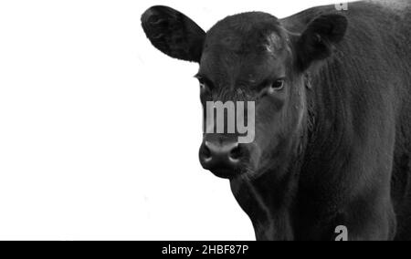 Black Cute Cow isolato su sfondo bianco Foto Stock