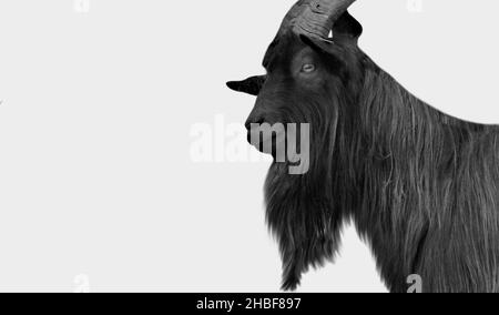 Big Hair Black Goat Face sullo sfondo bianco Foto Stock