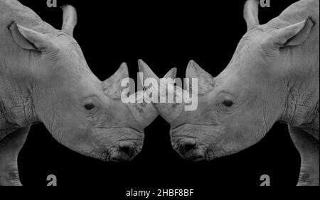 Due pericolosi Rhino Closeup faccia sullo sfondo nero Foto Stock