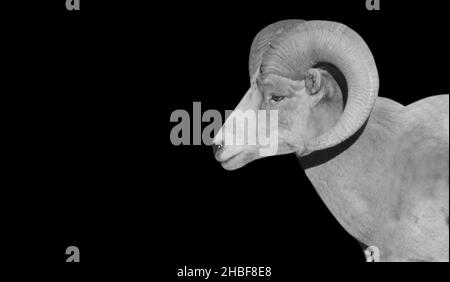 Big Horn Desert Sheep Side Face Ritratto sul Dark Black background Foto Stock