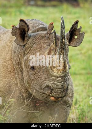 Rinoceronte nero o rinoceronte a cuoco - Diceros bicornis, originario dell'Africa orientale e meridionale, dell'Angola, del Botswana, del Kenya, del Malawi, Mozambico, em Foto Stock