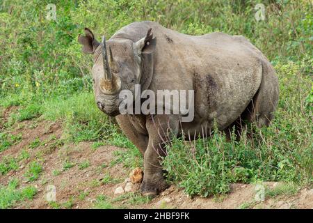 Rinoceronte nero o rinoceronte a cuoco - Diceros bicornis, originario dell'Africa orientale e meridionale, dell'Angola, del Botswana, del Kenya, del Mozambico, Namibia, così Foto Stock