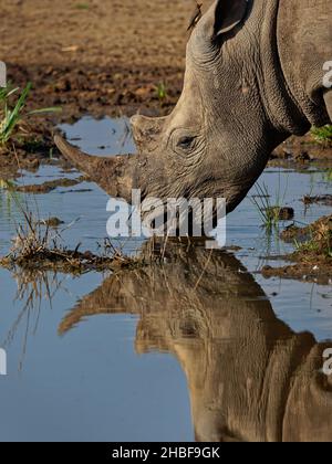 Rinoceronte bianco meridionale o rinoceronte quadrato - Ceratotherium simum simum, Parco Nazionale del Lago Nakuru in Kenya, rinoceronte cornuto acqua potabile, lui Foto Stock