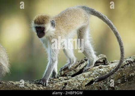 Scimmia Vervet - Chlorocebus pygerythrus - scimmia di Cercopithecidae nativo dell'Africa, simile a malbrouck (Chlorocebus cynosuros), camminando sul tru Foto Stock