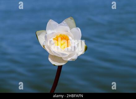 Bellissimo loto bianco, sullo sfondo di acqua blu, in una giornata estiva Foto Stock