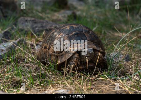 tartaruga greca Testudo graeca in habitat naturale Foto Stock