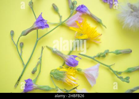 I fiori di polline sul tavolo giallo sono incantevoli. Foto Stock