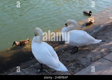 Due cigni Mute, Cygnus olor e tre anatre Mallard, in piedi al bordo di un laghetto presso i Giardini di Sinnissippi a Rockford, Illinois Foto Stock