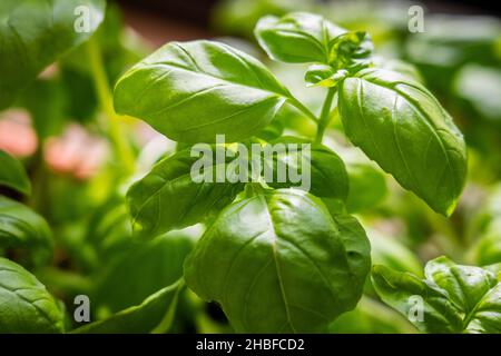 Piante di basilico verde fresco che crescono in cucina per una cucina sana, erbe e spezie Foto Stock