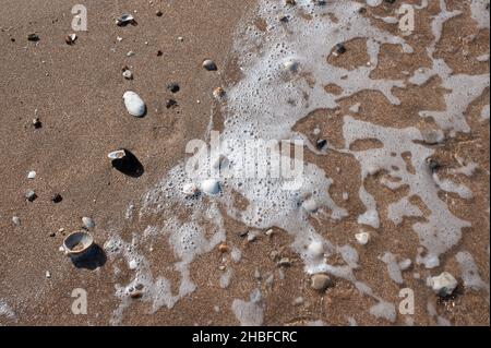 Primo piano di conchiglie sulla spiaggia che sono state lavate dalle onde Foto Stock