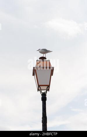 Seagull appollaiò sopra una vecchia lampada Foto Stock