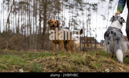 Due cani in piedi sullo sfondo di alberi alti durante il giorno Foto Stock