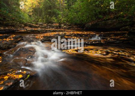 Il fogliame d'oro ruota in un piccolo torrente all'interno della Canaan Valley del West Virginia in un sereno pomeriggio d'autunno. Foto Stock