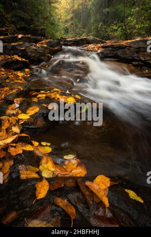 Il fogliame d'autunno dorato accanto ad una piccola cascata all'interno della Canaan Valley nel West Virginia. Foto Stock