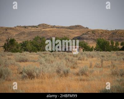 Vecchia cabina di legno in stato di rundown in un campo con la spazzola di ragebrush e l'erba secca con le colline barrene sullo sfondo. Fotografato nel Montana. Foto Stock