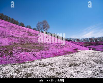 Higashimokoto Shibazakura Park, Hokkaido, Giappone Foto Stock
