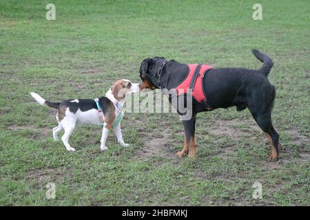 Rottweiler e il cane Beagle si incontrano e si conoscono al parco dei cani. Foto Stock