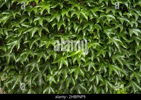 Foglie di colore verde sullo sfondo del modello Foto Stock