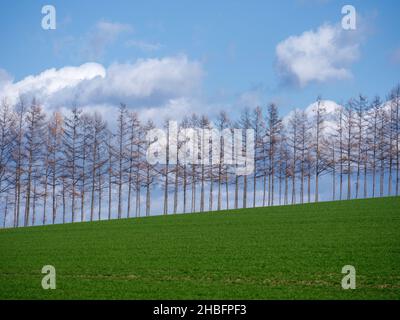 Campo verde e blu cielo Foto Stock