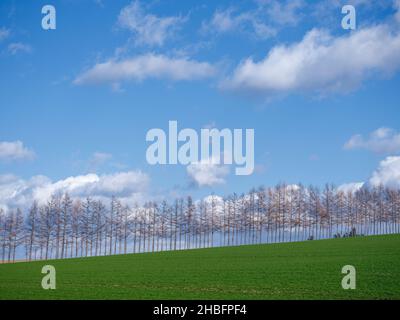 Campo verde e blu cielo Foto Stock