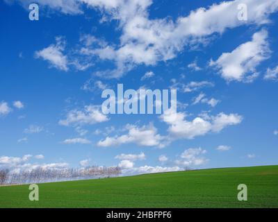 Campo verde e blu cielo Foto Stock