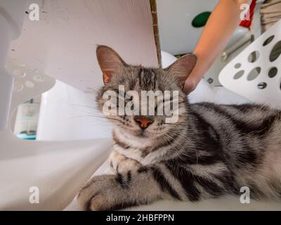 Primo piano di un gatto carino a Penghu, Taiwan Foto Stock
