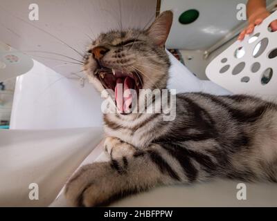 Primo piano di un gatto carino a Penghu, Taiwan Foto Stock