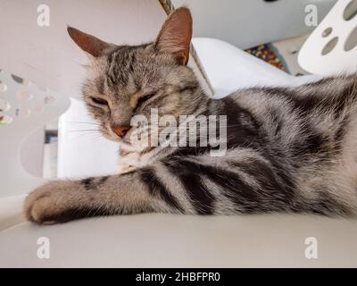 Primo piano di un gatto carino a Penghu, Taiwan Foto Stock